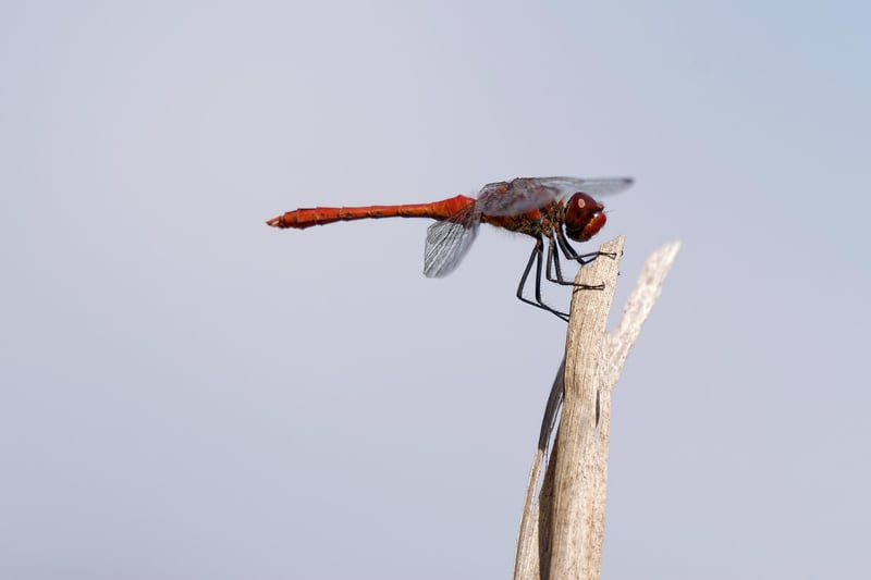 Fantasy Dragon
